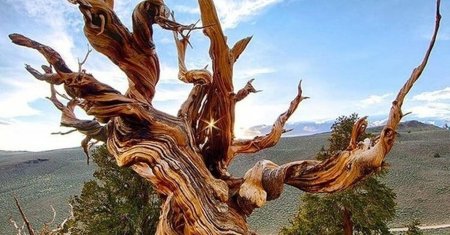 Сосна остистая мафусаил