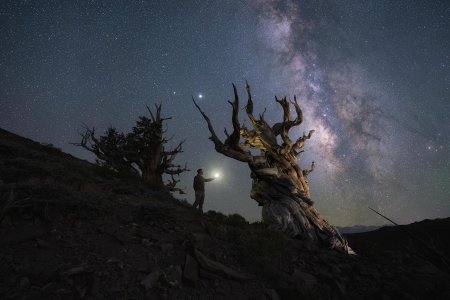 Сосна мафусаил и млечный путь