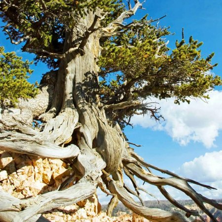 Сосна остистая мафусаила