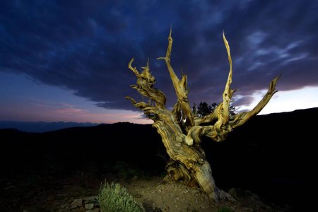 Сосна остистая межгорная мафусаил