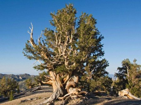 Сосна остистая межгорная мафусаил