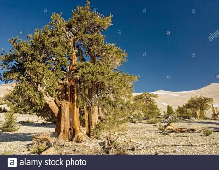 Сосна мафусаил. калифорния