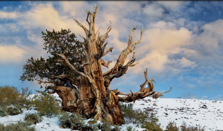 Сосна остистая мафусаил