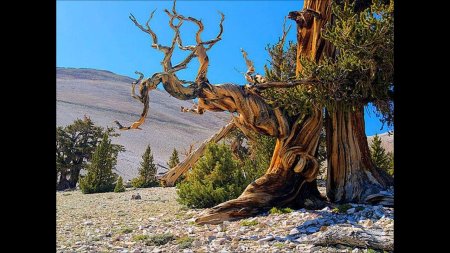 Сосна мафусаил. калифорния