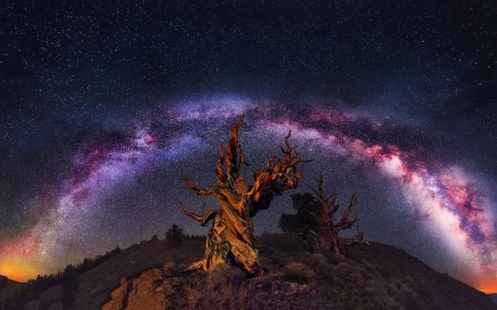 Сосна мафусаил и млечный путь