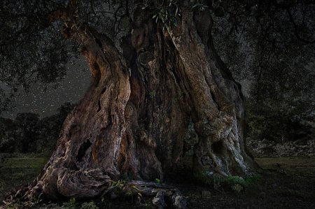 Мафусаил дерево