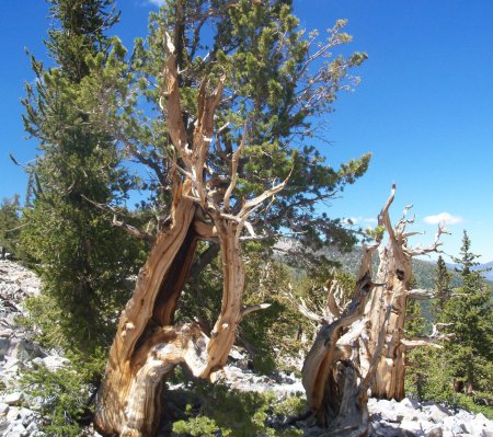 Сосна остистая мафусаила