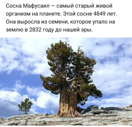 Сосна остистая мафусаил