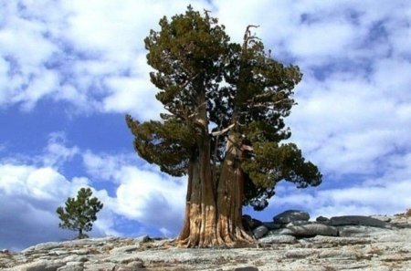 Сосна остистая мафусаил