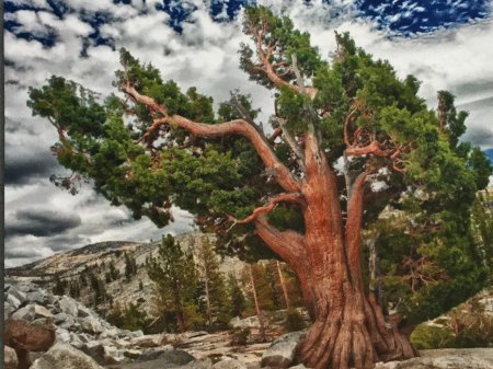 Сосна остистая мафусаил