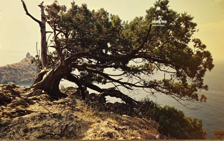 Сосна мафусаил