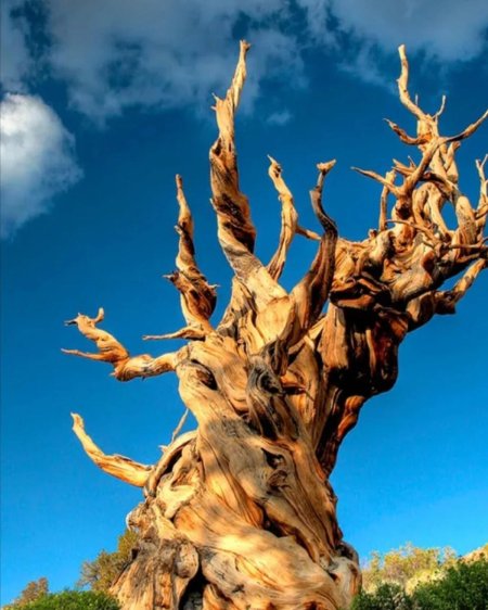 Сосна остистая мафусаил