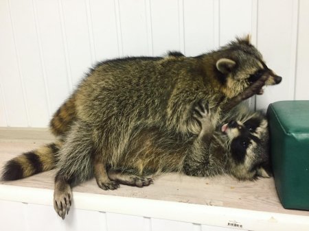 Спаривание енотов