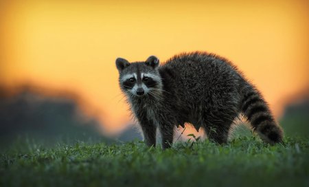 Енот полоскун