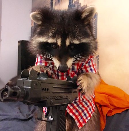 Енот херсончик