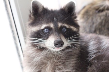 Голубоглазый енот полоскун