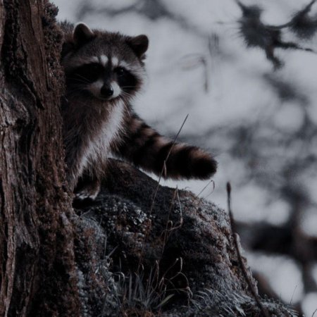 Енот полоскун