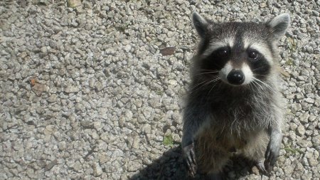 Полоскун енот