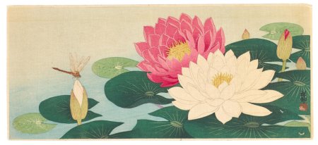 Охара косон лотос