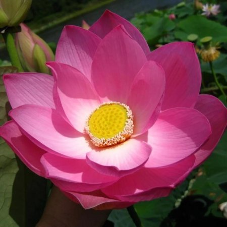 Лотос комарова орехоносный