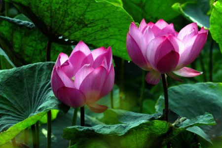 Орехоносный лотос