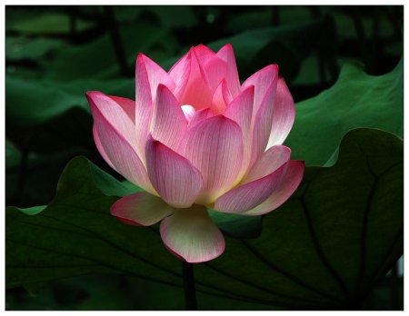 Цветок королевский лотос