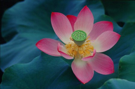 Лотос орехоносный