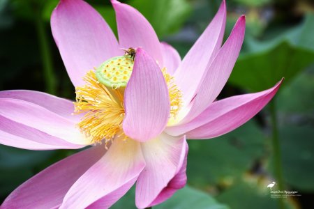 Лотос комарова хабаровский край