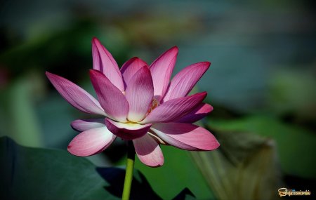 Орехоносный лотос