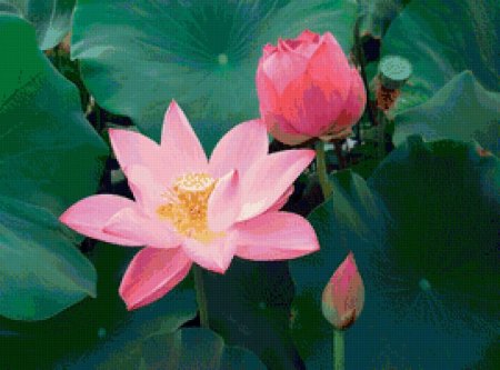 Лотос орехоносный