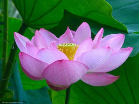 Лотус орехоносный