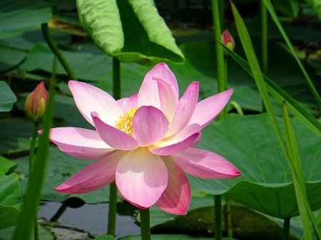 Орехоносный лотос