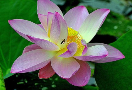 Голубой лотос орехоносный