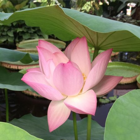 Орехоносный лотос