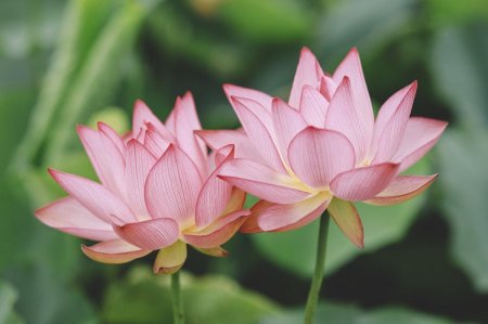 Орехоносный лотос