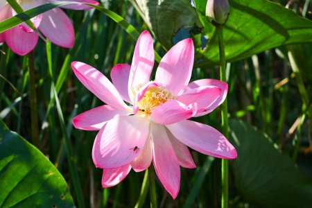 Лотос орехоносный