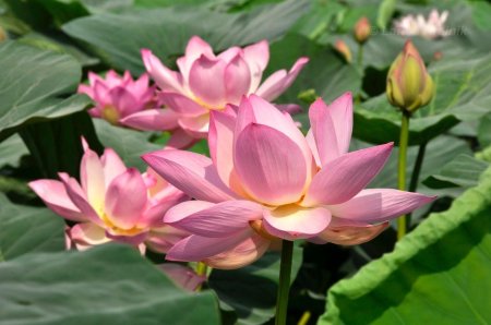 Лотос комарова семена