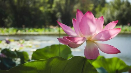 Лотос орехоносный каспийский