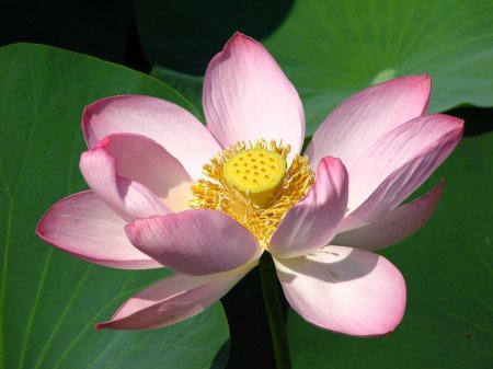 Лотос орехоносный из красной книги