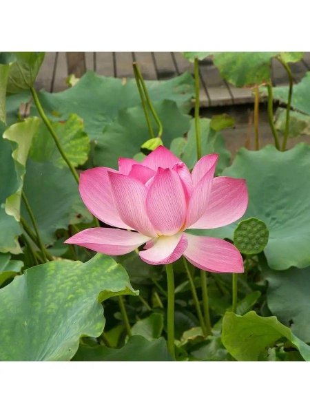 Лотос каспийский