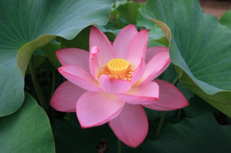 Лотос индия