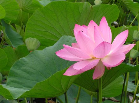 Лотос орехоносный листья