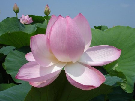 Лотос орехоносный закрытый