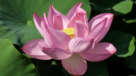 Лотус фловер