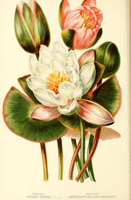 Кувшинка ботанический атлас