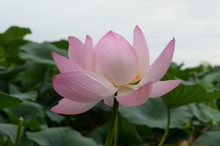 Лотос комарова орехоносный