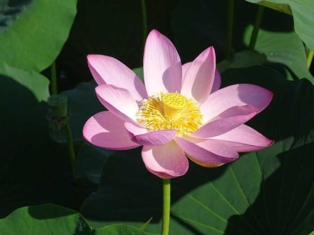 Лотос орехоносный нелумбо нуцифера