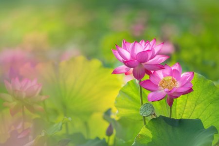 Лотос орехоносный (лотос комарова)