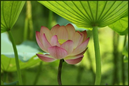 Лотос орехоносный листья