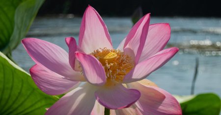 Каспийский лотос